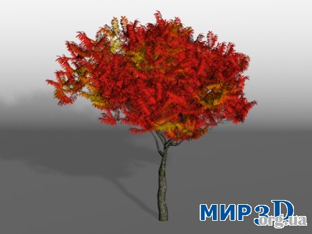 Модель осеннего дерева для 3D MAX