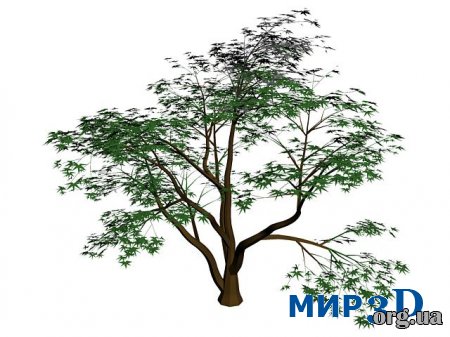 Модель дерева (японский клен) для 3D MAX