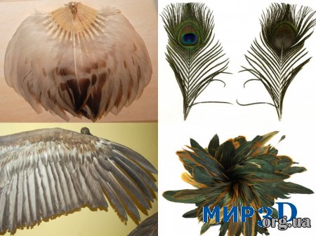 Текстуры птичьих перьев