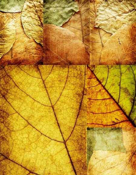 Текстуры осенних листьев / leaves autumn textures