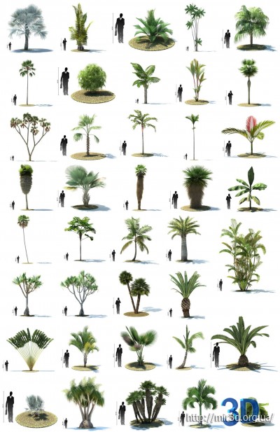 3D-модели с тропическими деревьями